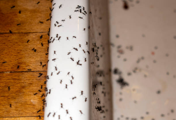 Best Pest Control for Homes  in Elizabeth City, NC