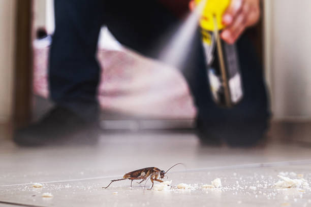 Best Flea Control Services  in Elizabeth City, NC